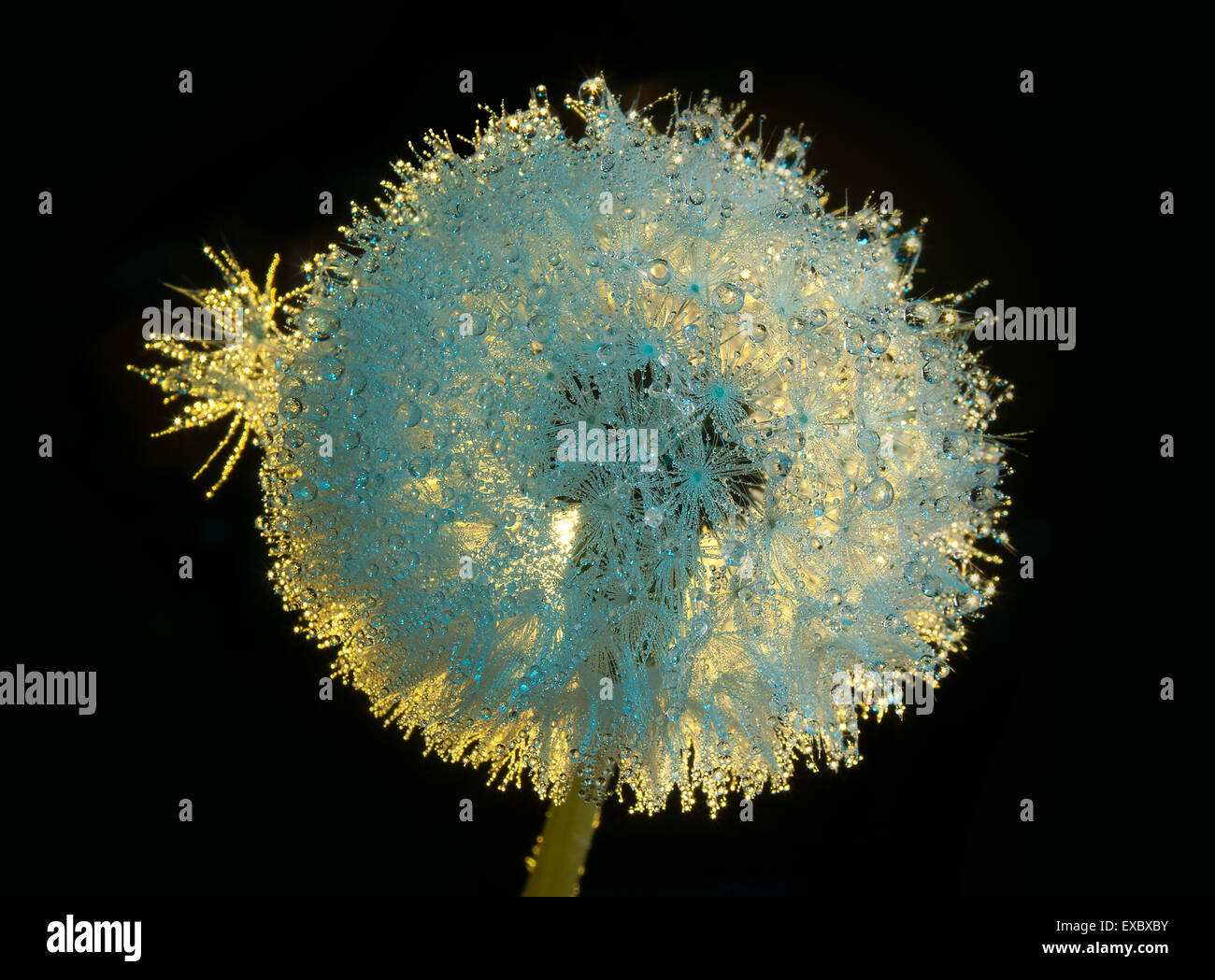 Fiore di tarassaco (Taraxacum) in Rugiada di mattina.(Asteraceae).(Taraxacum officinale). Foto Stock