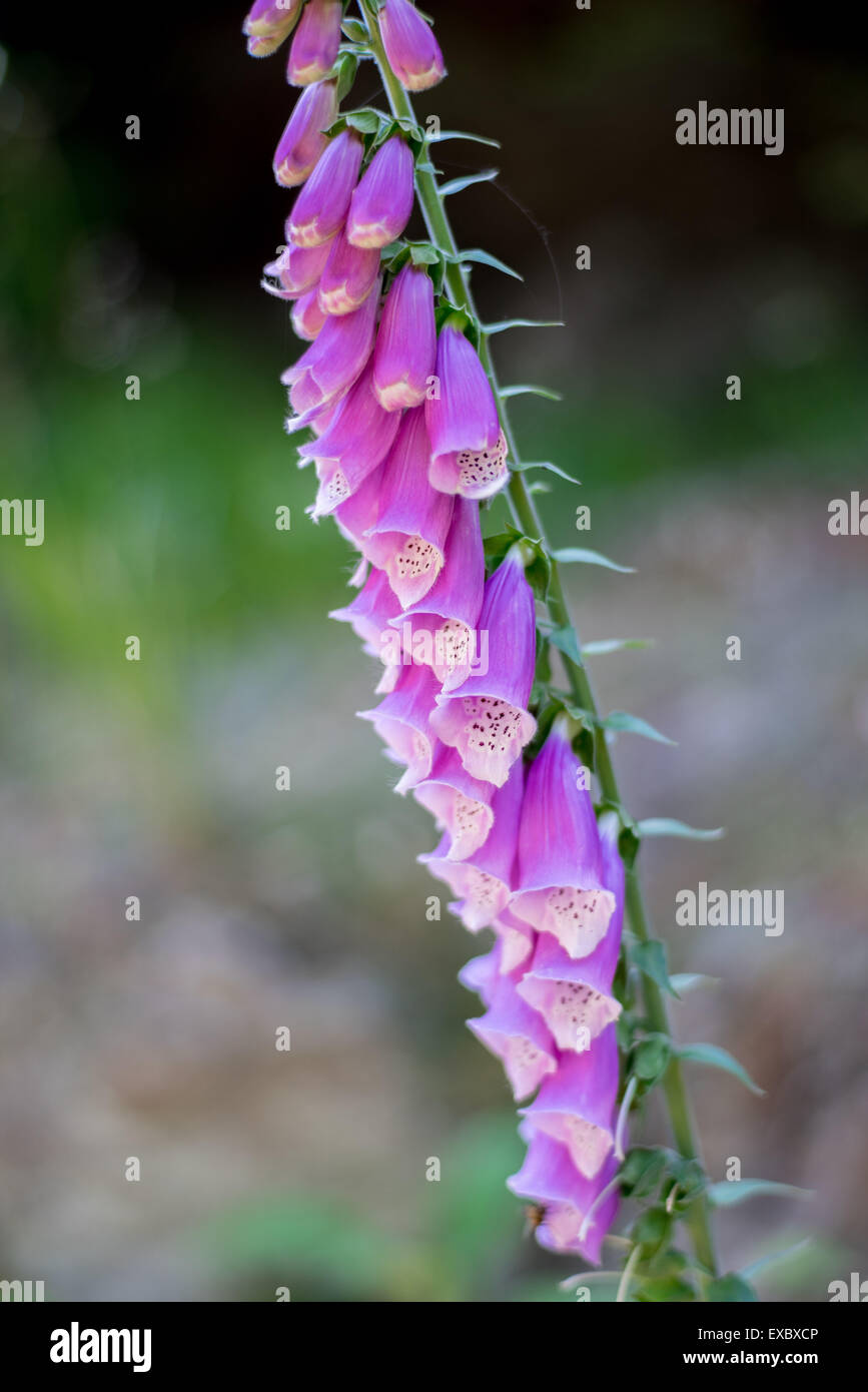 Wild Foxglowe purple blossom close up Digitalis purpurea Foto Stock