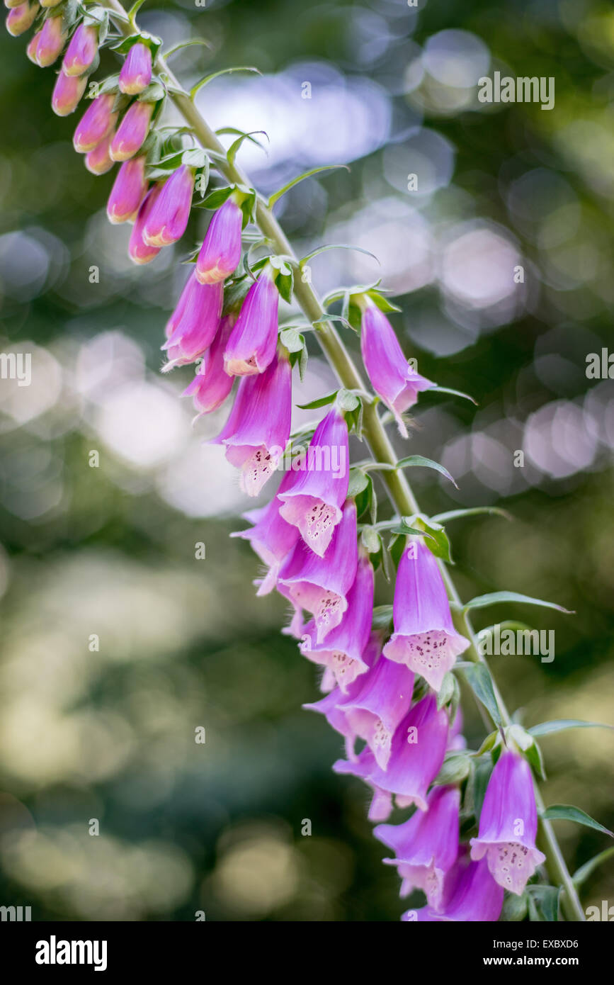 Wild Foxglowe purple blossom close up Digitalis purpurea Foto Stock