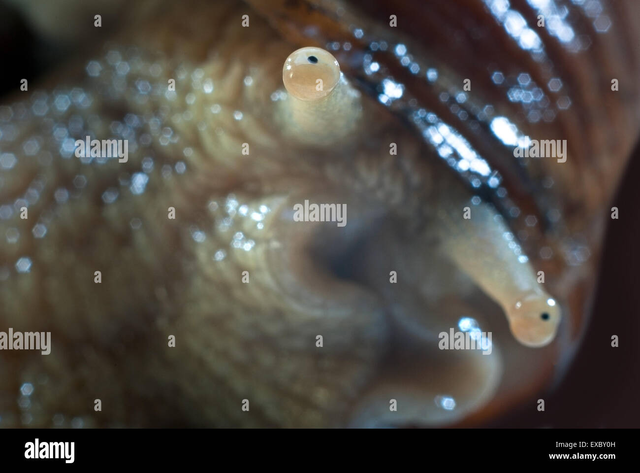 Foto creativo uva lumache(Helix pomatia) Foto Stock