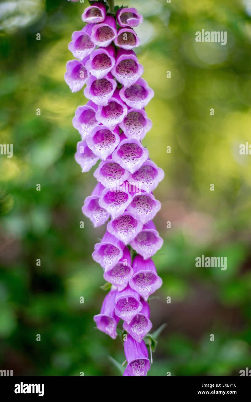 Wild Foxglowe purple blossom close up Digitalis purpurea Foto Stock