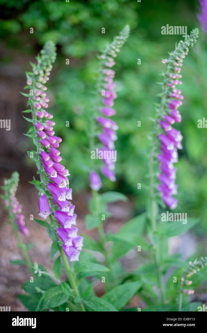 Wild Foxglowes in fiore nel loro habitat naturale Owl montagne a sud della Polonia occidentale Digitalis purpurea Foto Stock