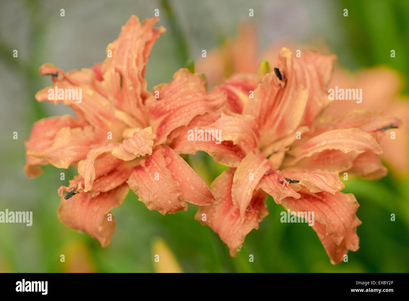 Gigli arancione lily close up Hemerocallis Foto Stock