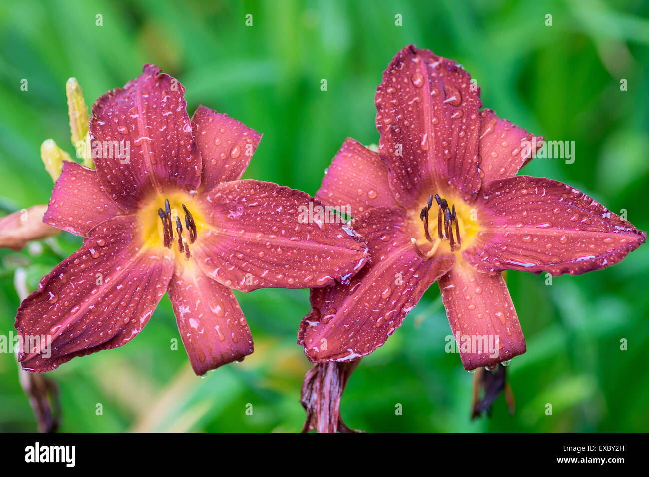 Due crimson lily fiori in gocce di pioggia Hemerocallis Foto Stock