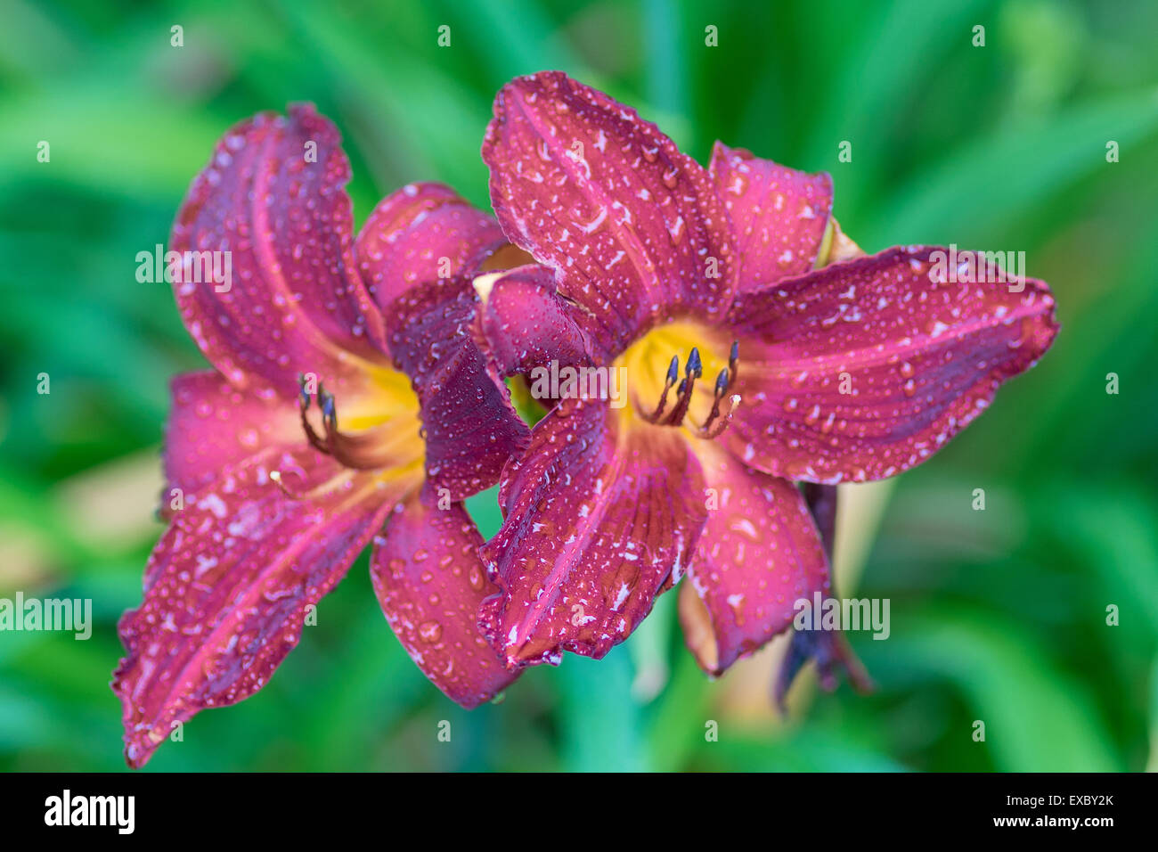 Due crimson lily fiori in gocce di pioggia Hemerocallis Foto Stock