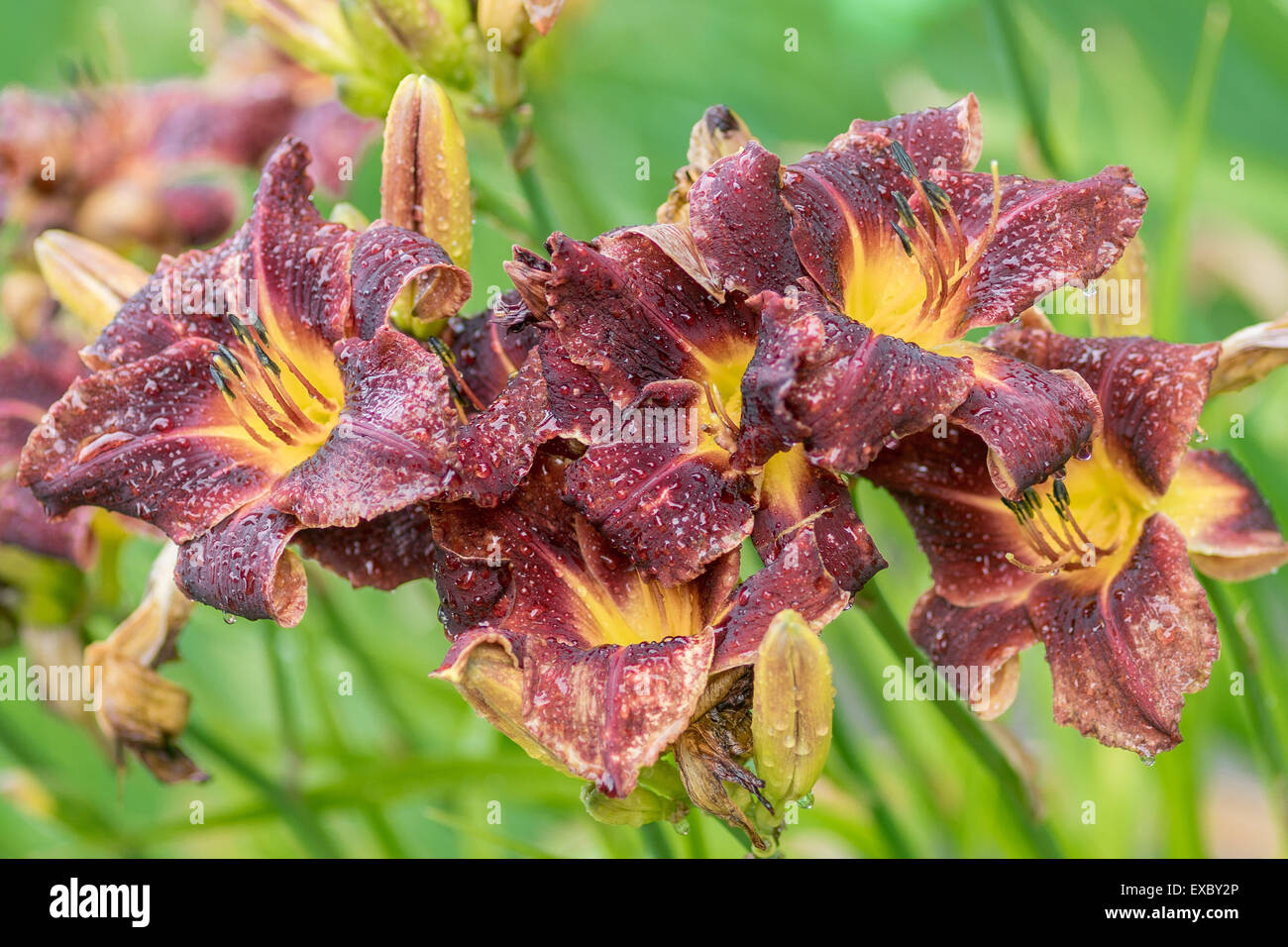 La Borgogna giglio giallo gigli di gocce di pioggia Hemerocallis Foto Stock