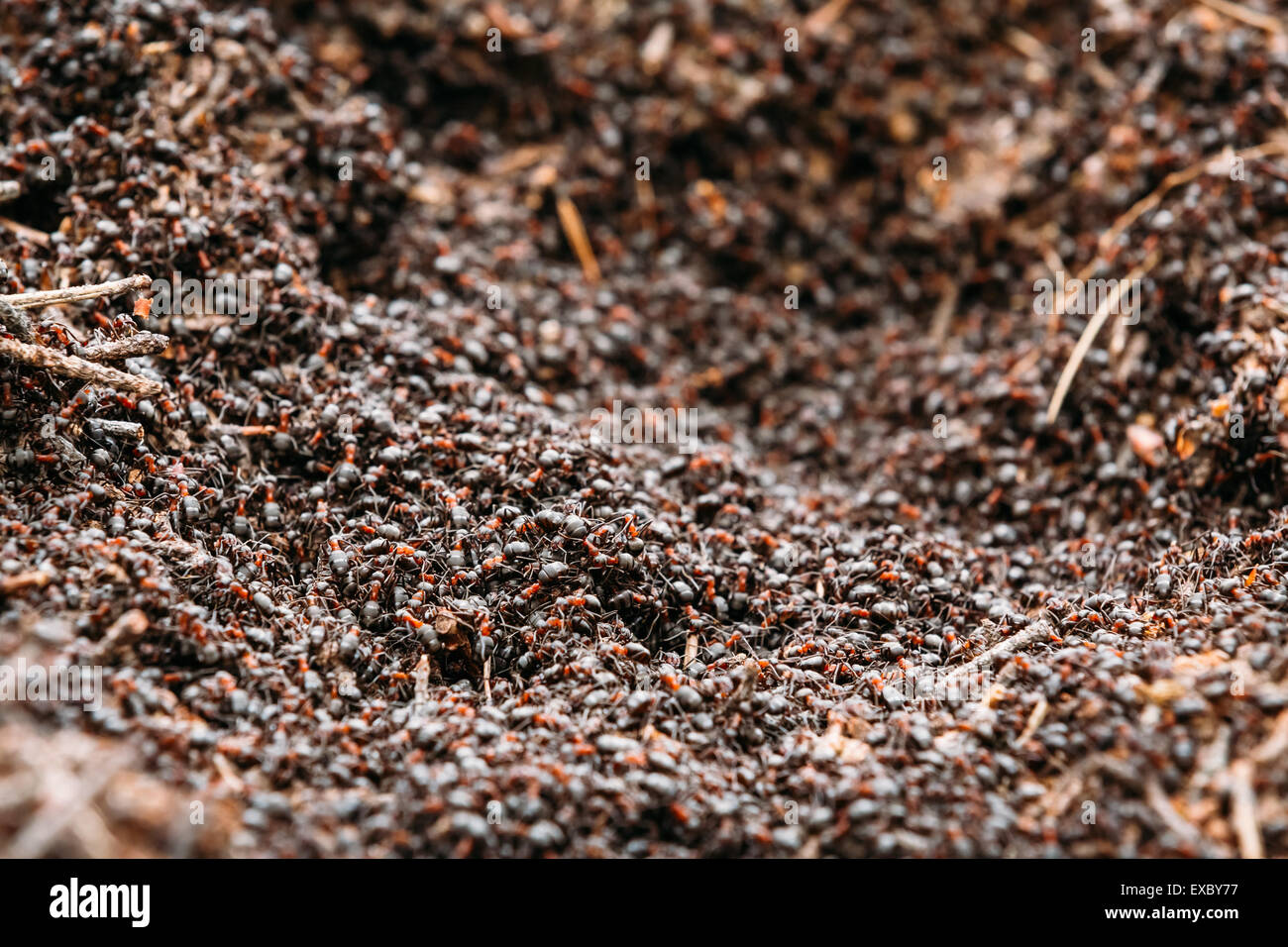 Foresta Rossa (formiche formica rufa) nel formicaio foto macro, grande formicaio vicino, formiche in movimento in formicaio. Sfondo di Rosso Colon Ant Foto Stock