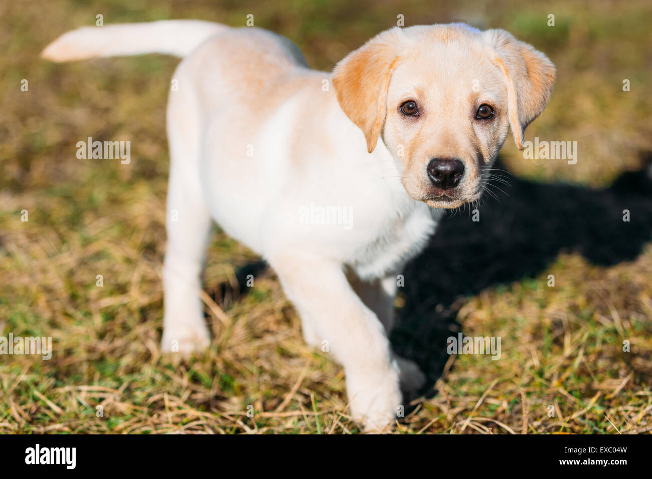 Bellissimo Cane Bianco Lab Labrador Retriever Cucciolo Cucciolo Cucciolo Outdoor In Primavera Foto Stock Alamy