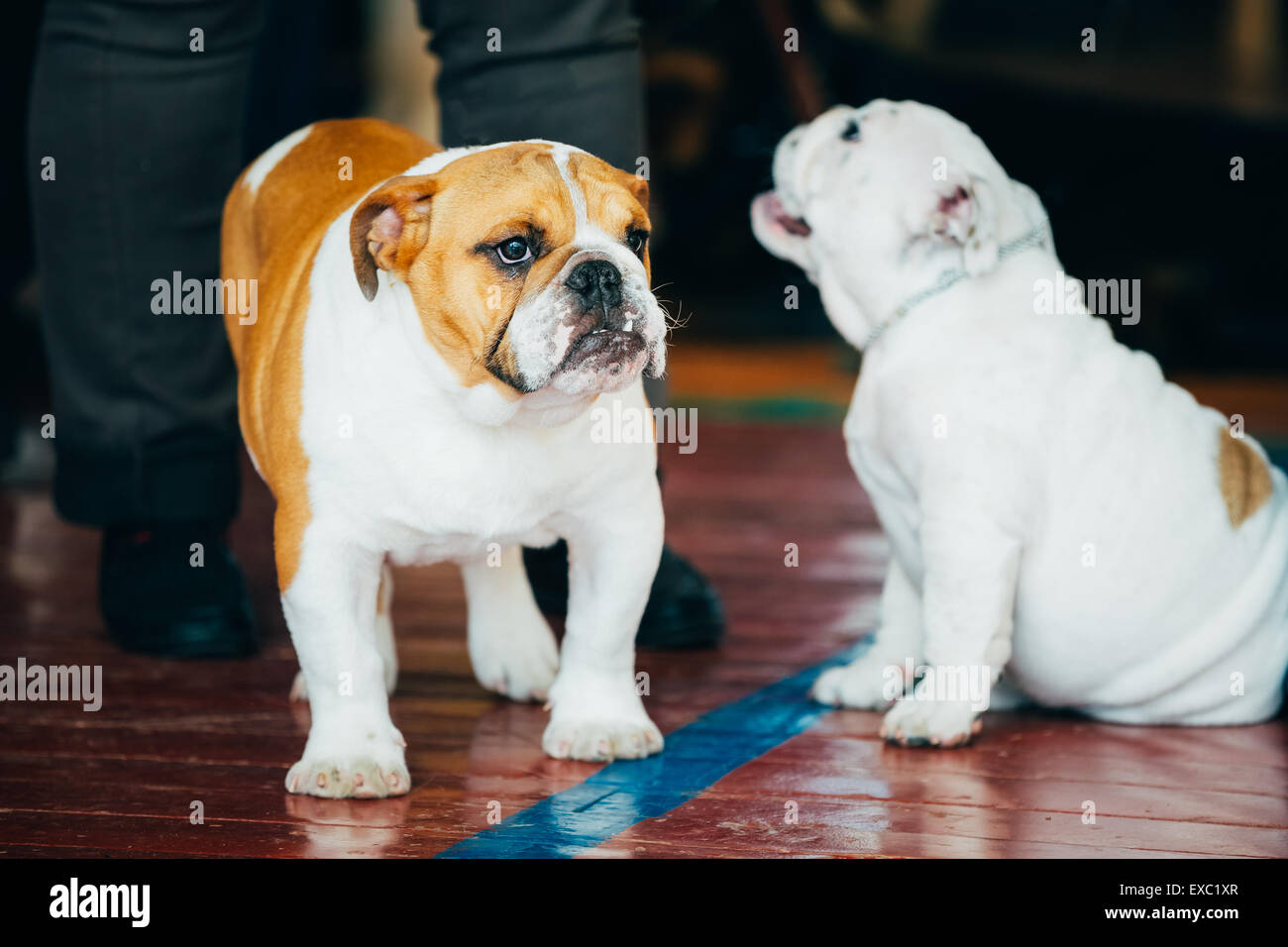 Chiudere fino a due giovani marrone e bianco Bulldog inglese cani seduti sul pavimento in legno Foto Stock