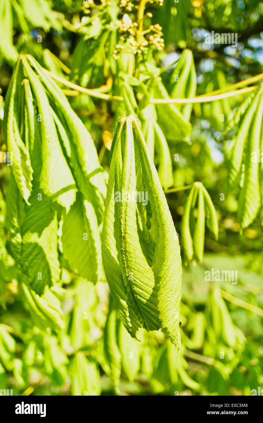 Giovani foglie di un albero di castagno in primavera Foto Stock