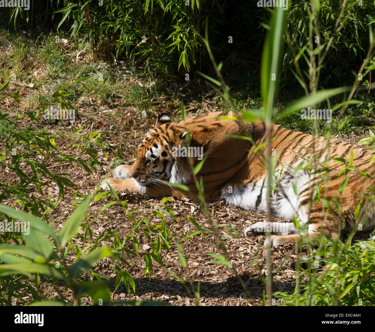 tigre di sonno Foto Stock