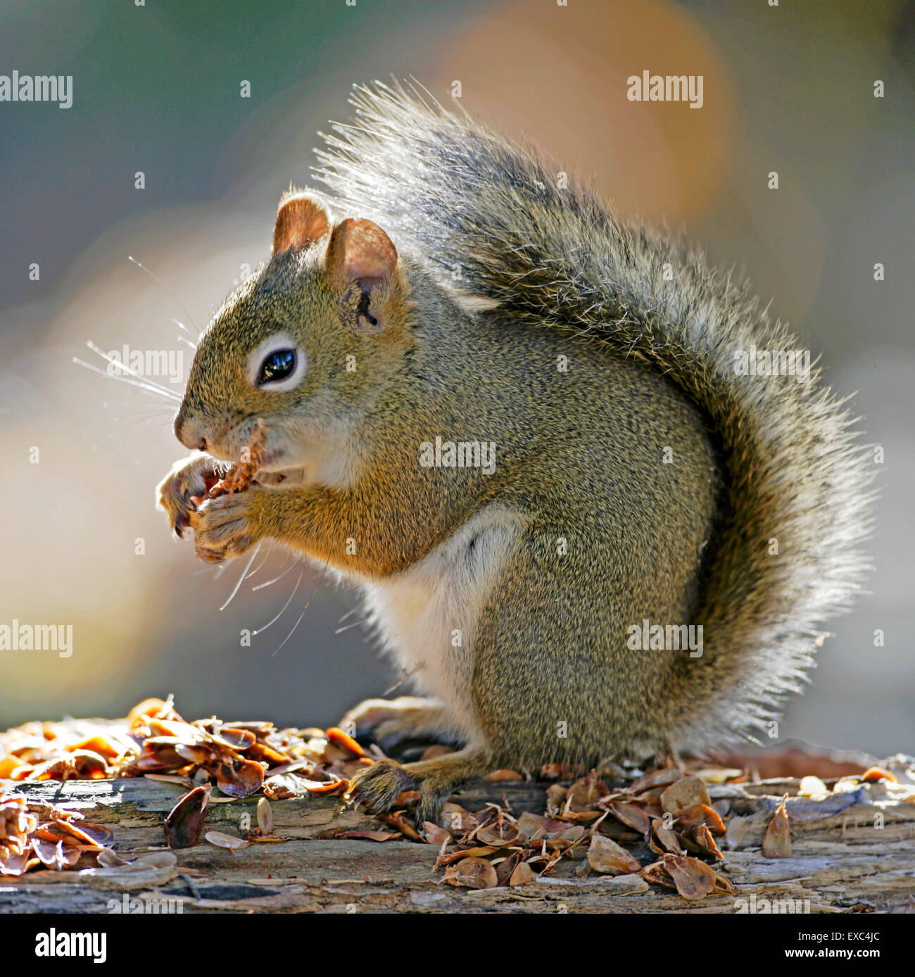 Close-up di rosso o di ' ' Pine Squirrel avanzamento sul cono di pino Foto Stock