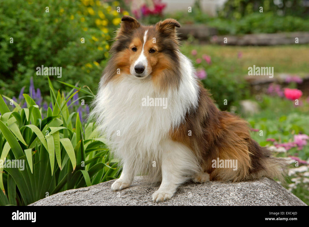 Shetland Sheepdog seduti sul big rock nel giardino fiorito. Foto Stock