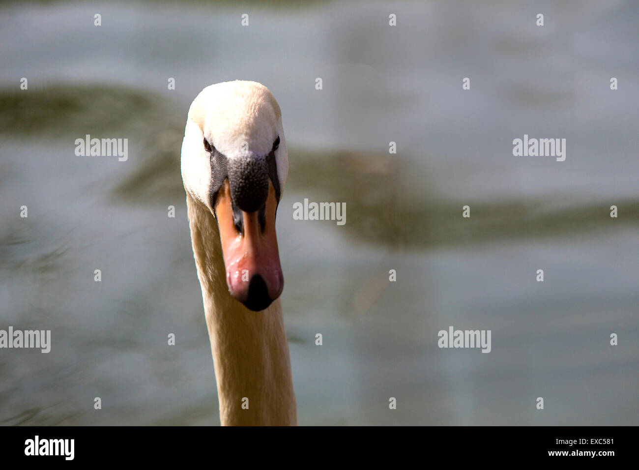 Primo piano di una curiosa swan al lago Foto Stock