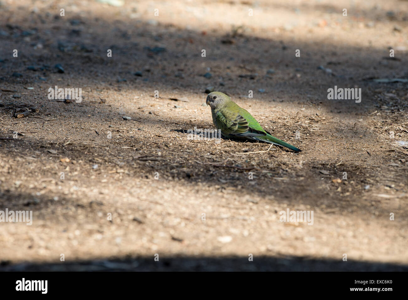 Red rumped parrot sul terreno Foto Stock