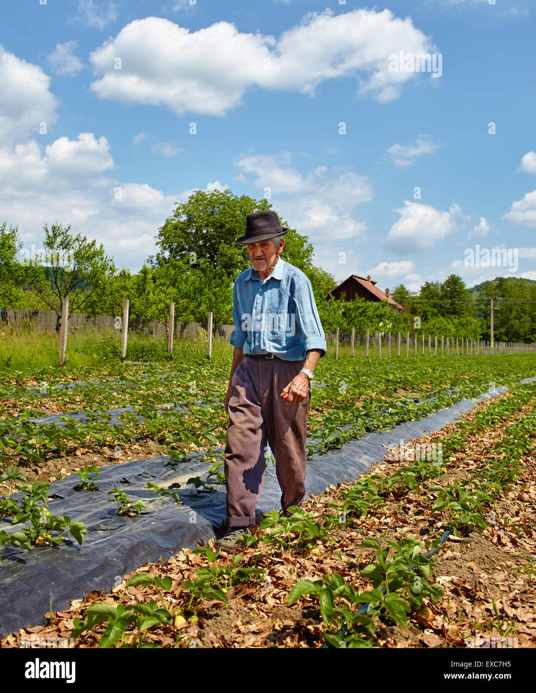 Vecchio contadino camminare tra i filari di fragola sul campo Foto Stock