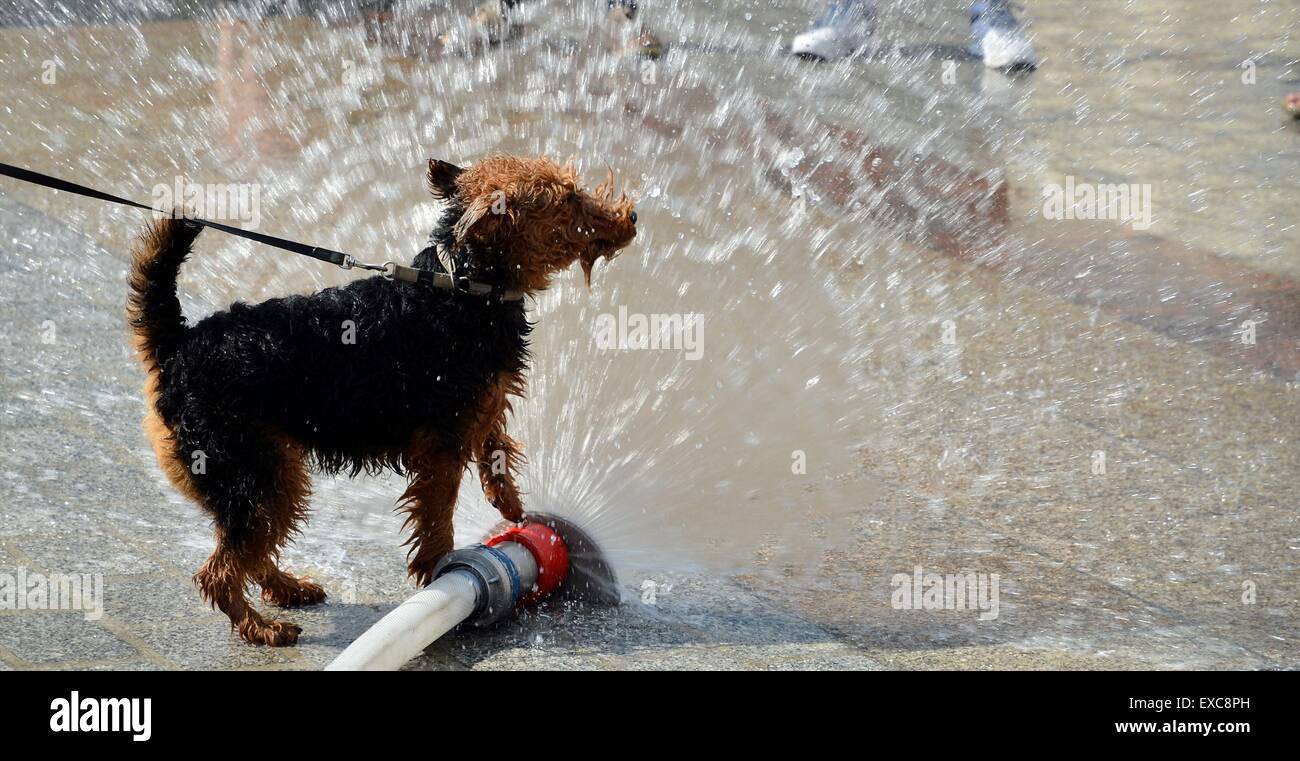 Cane saltando in acqua dal modello Firehose Foto Stock