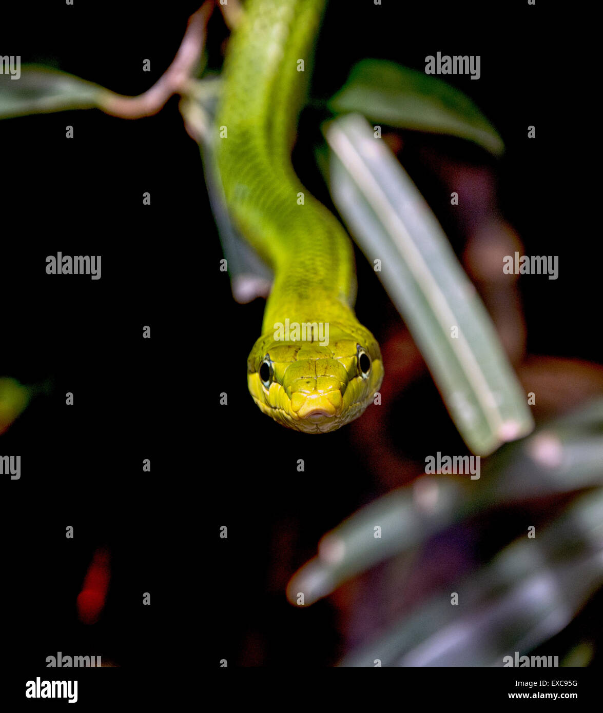 Albero verde serpente che sta guardando a voi Foto Stock