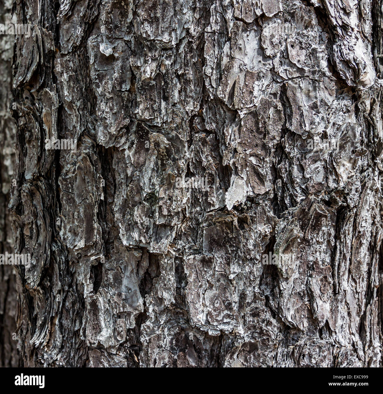 Una chiusura immagine di grezzo di corteccia di albero in una foresta del sud Foto Stock