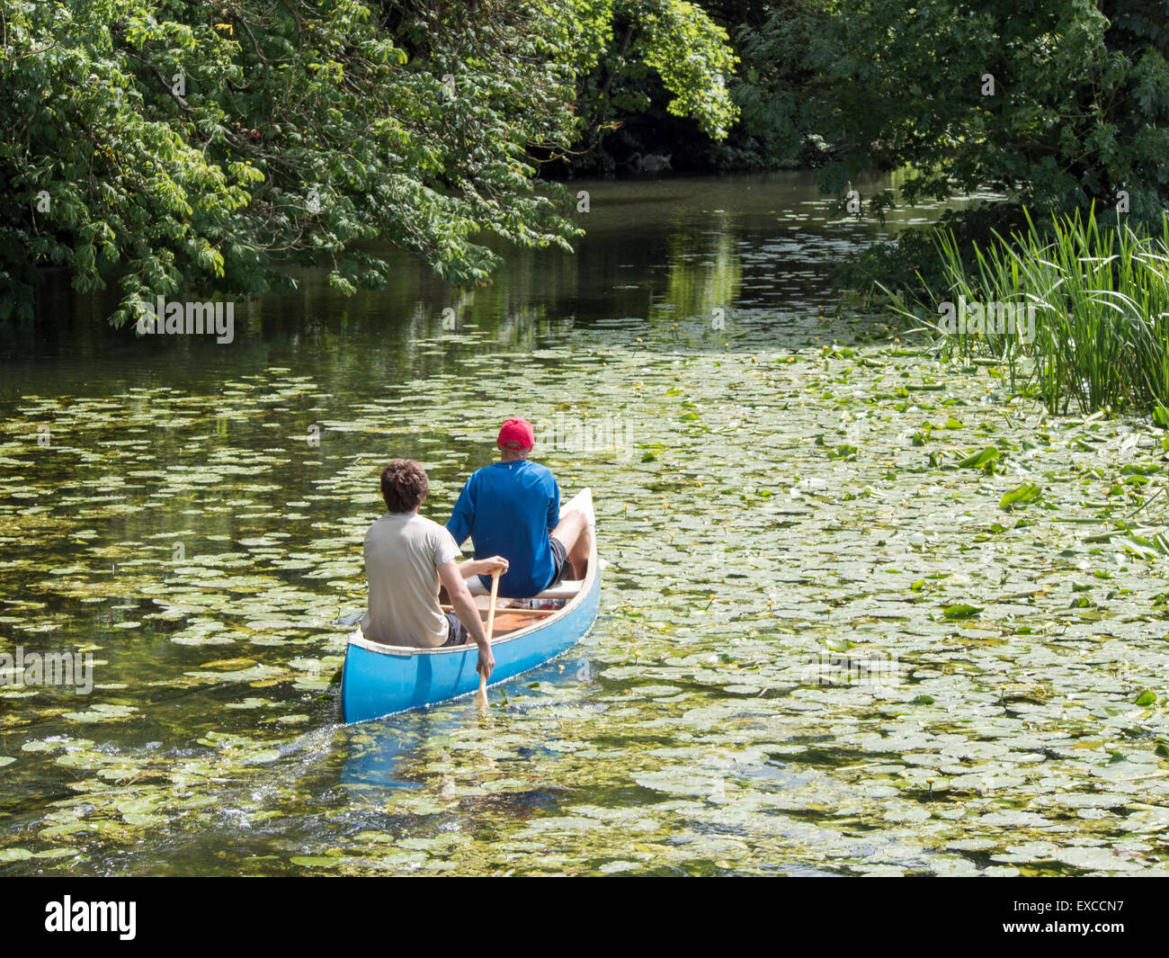 Dura andare: Due canoisti lotta attraverso i gigli ricoperta sul fiume Stour. Foto Stock