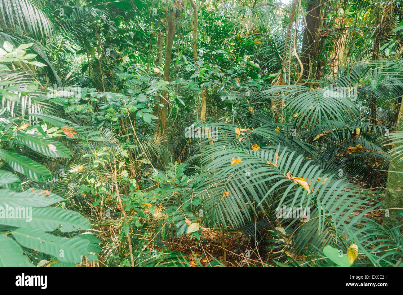 Foresta pluviale in Malaysia, la foto viene scattata a Pulau timan. Foto Stock