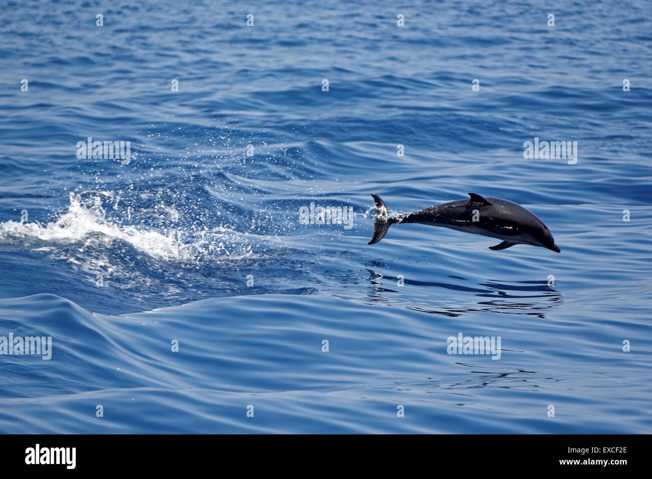 Delfini comuni (Delphinus delphis) nuotare nel Golfo di Genova, Mar Ligure. Foto Stock