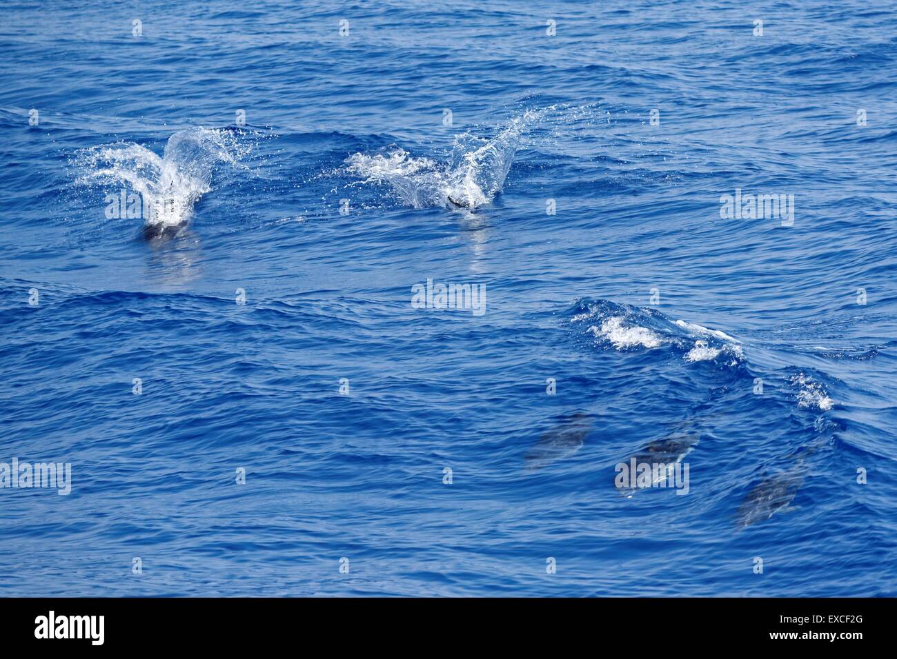 Delfini comuni (Delphinus delphis) nuotare nel Golfo di Genova, Mar Ligure. Foto Stock