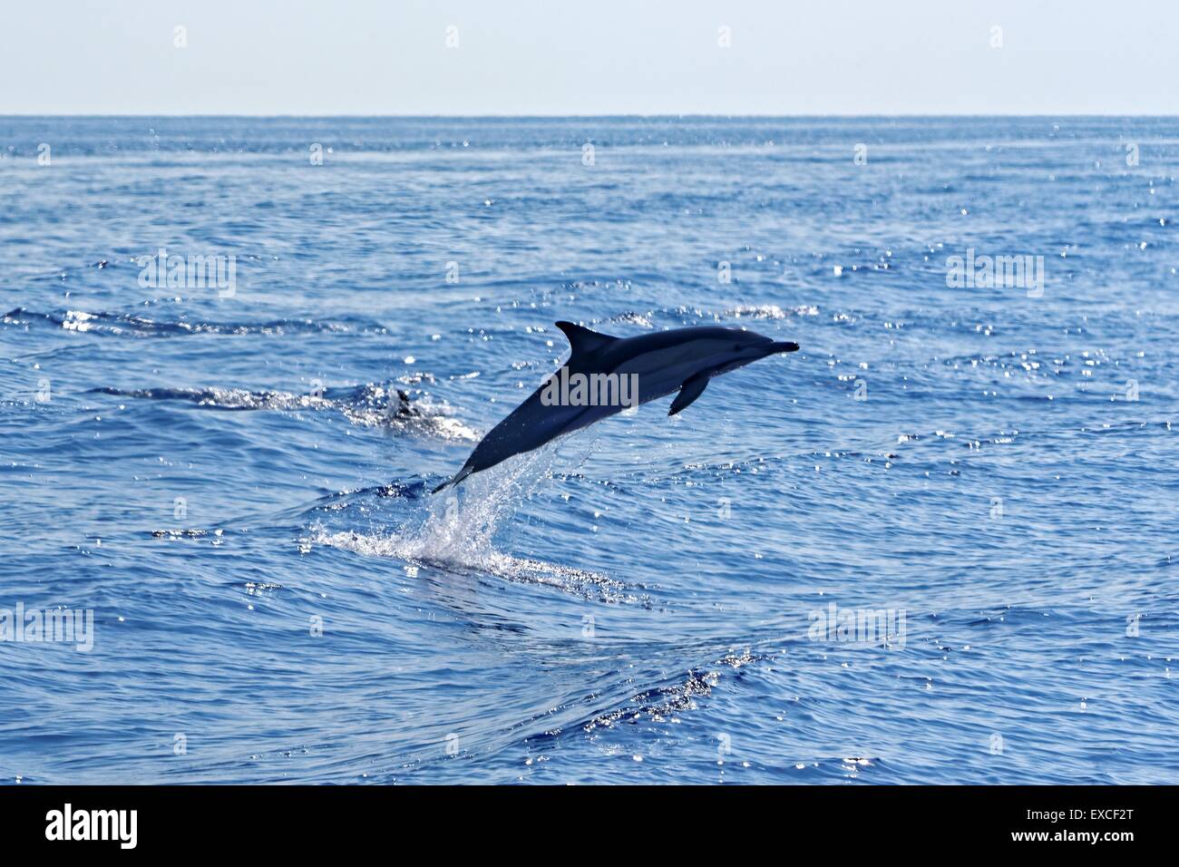Delfini comuni (Delphinus delphis) nuotare nel Golfo di Genova, Mar Ligure. Foto Stock