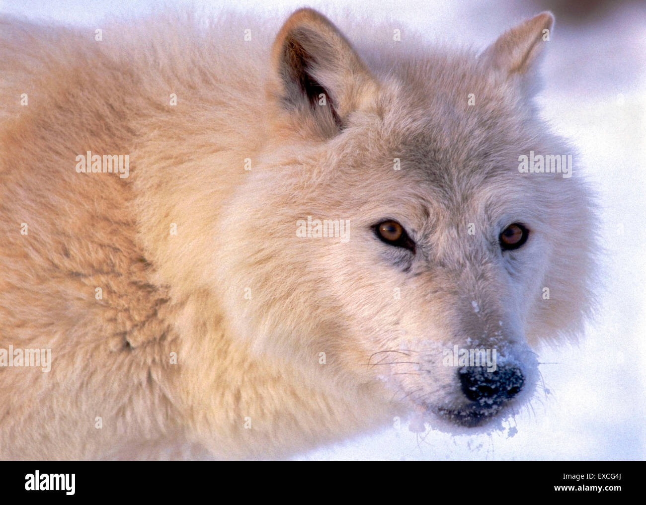 Arctic Wolf guardare, ritratto closeup Foto Stock