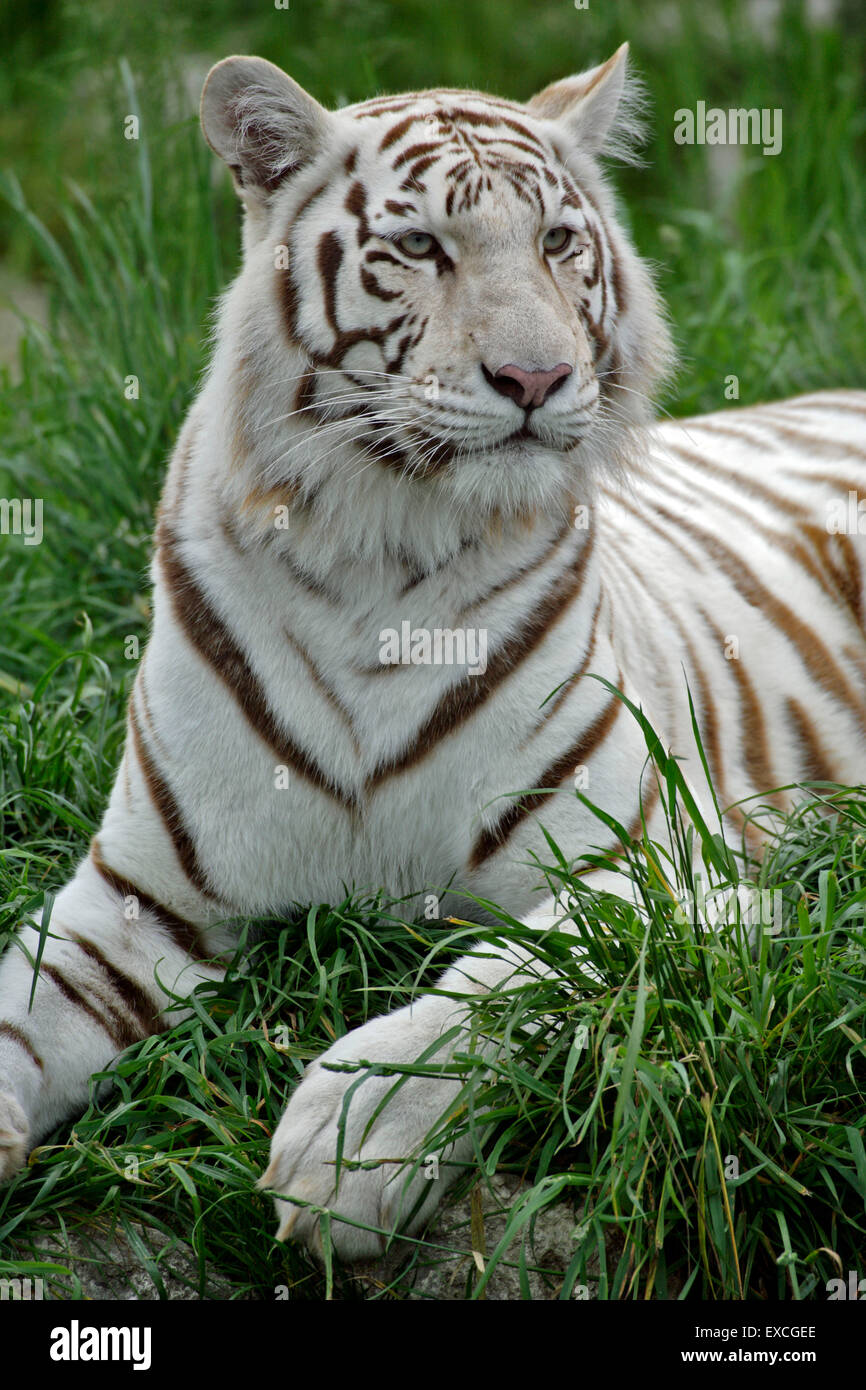 Tigre bianca del Bengala / Indian Tiger giacente in erba, ritratto Foto Stock