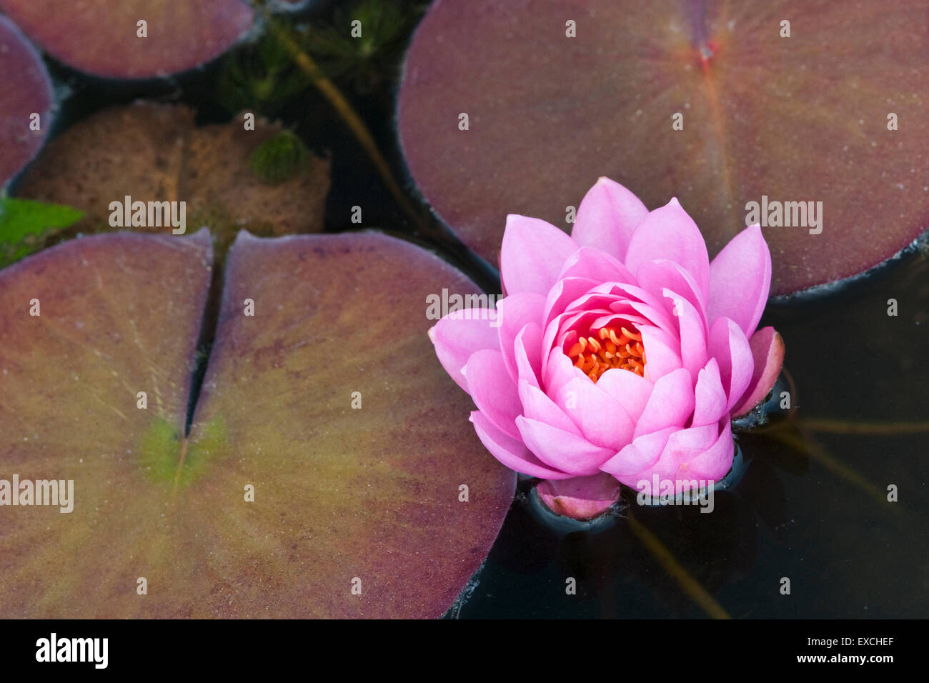 Ninfea - Nymphaea Pink Ribbon Foto Stock