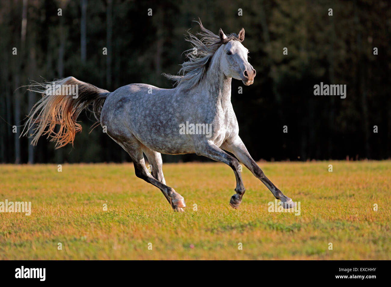 Grigio colline punteggiano il Mare Arabico al galoppo in Prato Foto Stock