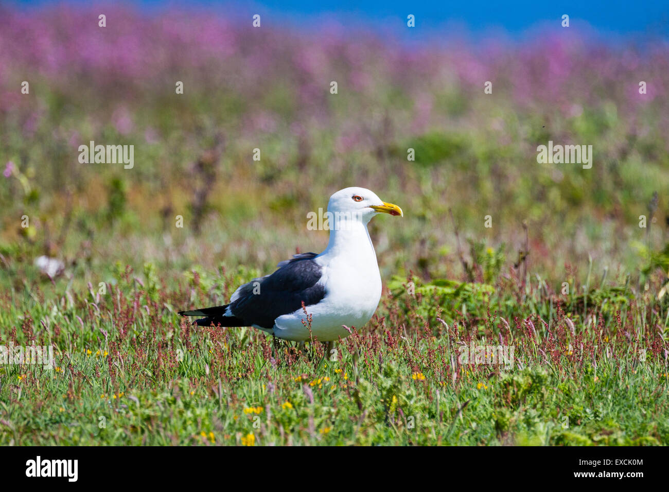 Un grande nero-backed Gull sull isola Skomer, Pembrokeshire Foto Stock