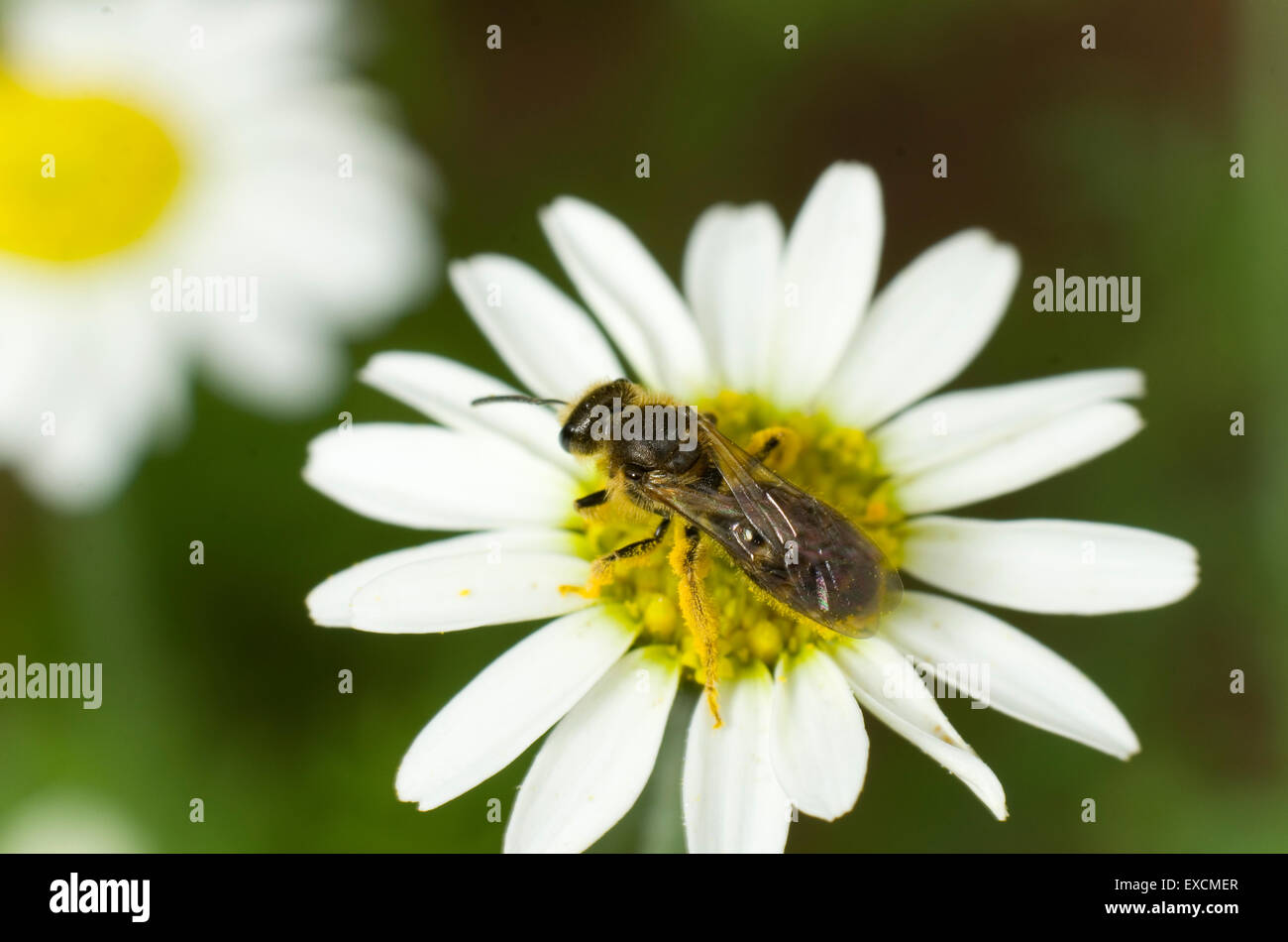 Piccolo sudore bee coperti di polline su un grano di fiori di camomilla Foto Stock