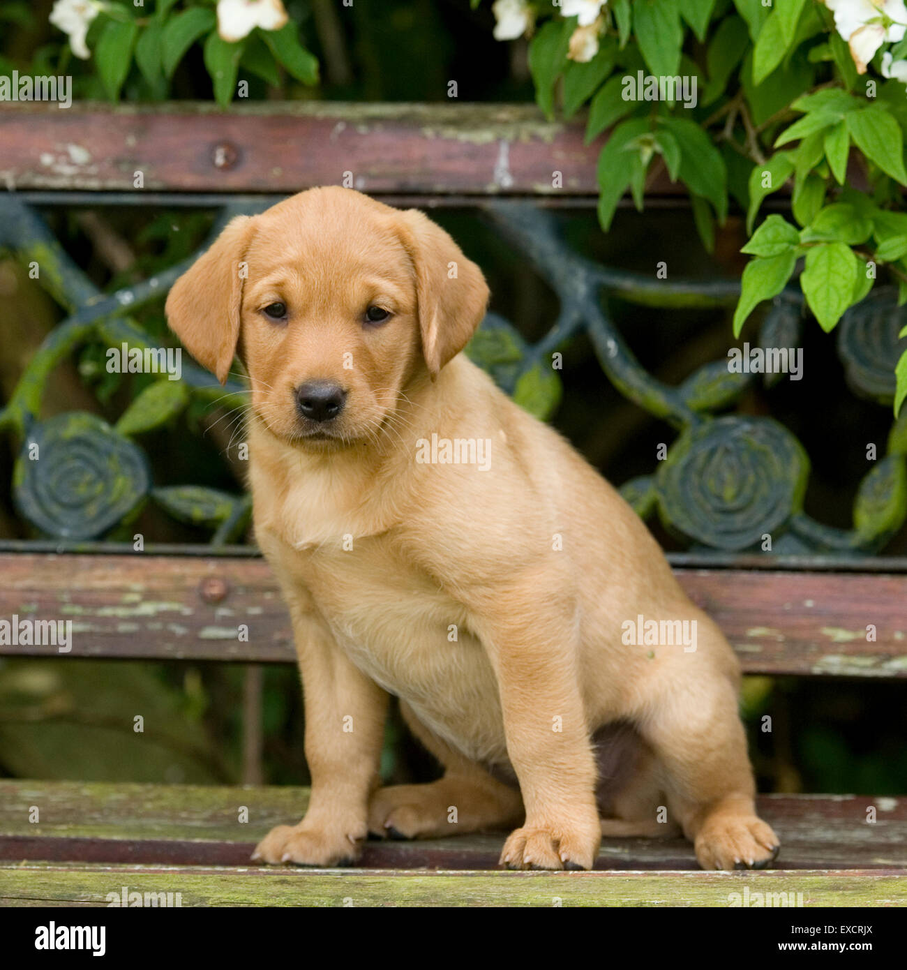 Il labrador retriever cucciolo Foto Stock