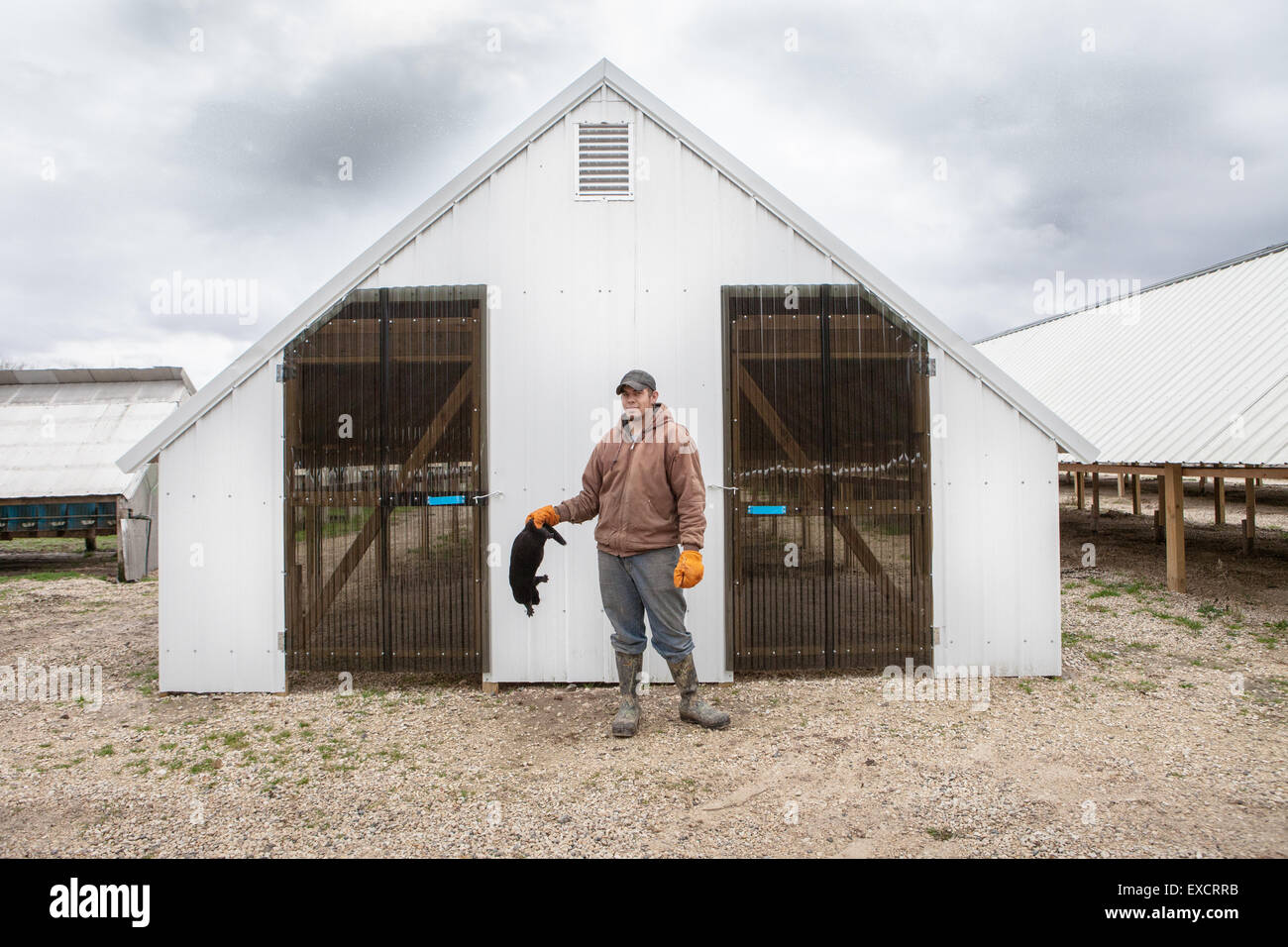 Pelo nero visoni vengono sollevati in questa fattoria di visone nella parte del Midwest degli Stati Uniti. Foto Stock