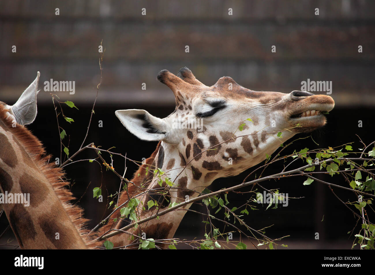 La Rothschild giraffe (Giraffa camelopardalis rothschildi) presso lo zoo di Liberec nella Boemia settentrionale, Repubblica Ceca. Foto Stock