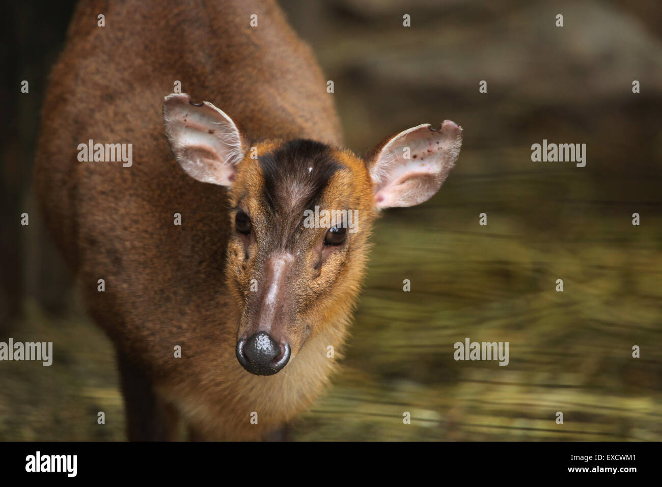 Cinese (muntjac Muntiacus reevesi), noto anche come il Reeves's muntjac presso lo zoo di Liberec nella Boemia settentrionale, Repubblica Ceca. Foto Stock