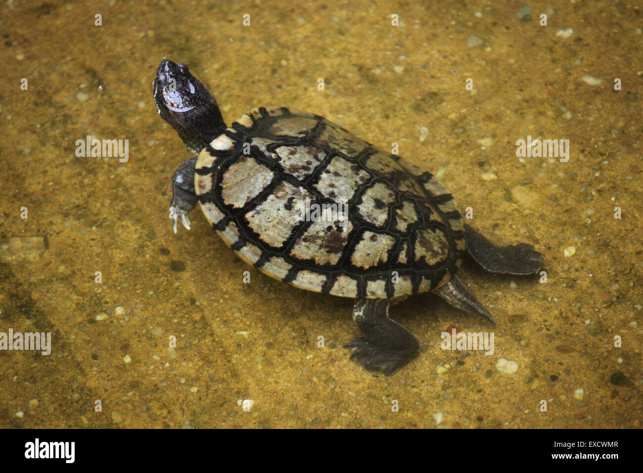 Tartaruga dalle orecchie rosse (Trachemys scripta elegans) nuoto presso lo zoo di Liberec nella Boemia settentrionale, Repubblica Ceca. Foto Stock