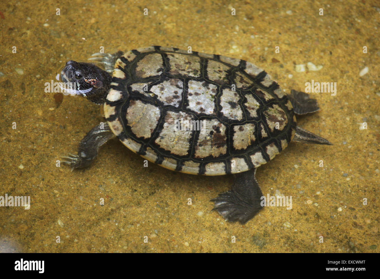 Tartaruga dalle orecchie rosse (Trachemys scripta elegans) nuoto presso lo zoo di Liberec nella Boemia settentrionale, Repubblica Ceca. Foto Stock
