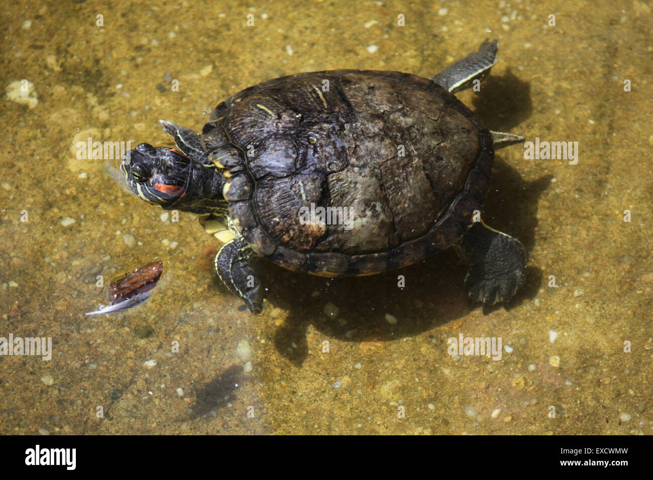 Tartaruga dalle orecchie rosse (Trachemys scripta elegans) nuoto presso lo zoo di Liberec nella Boemia settentrionale, Repubblica Ceca. Foto Stock