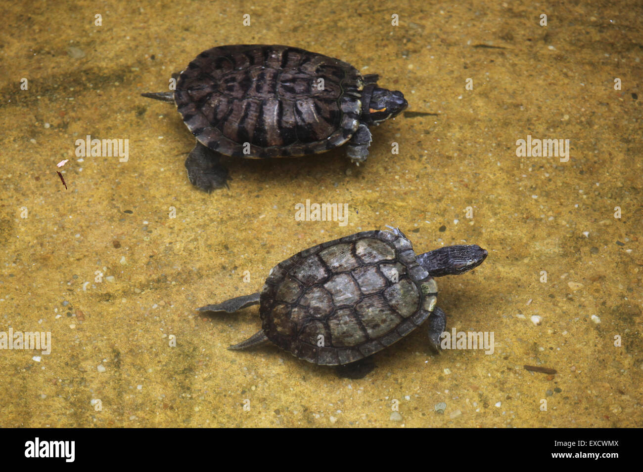 Tartaruga dalle orecchie rosse (Trachemys scripta elegans) nuoto presso lo zoo di Liberec nella Boemia settentrionale, Repubblica Ceca. Foto Stock