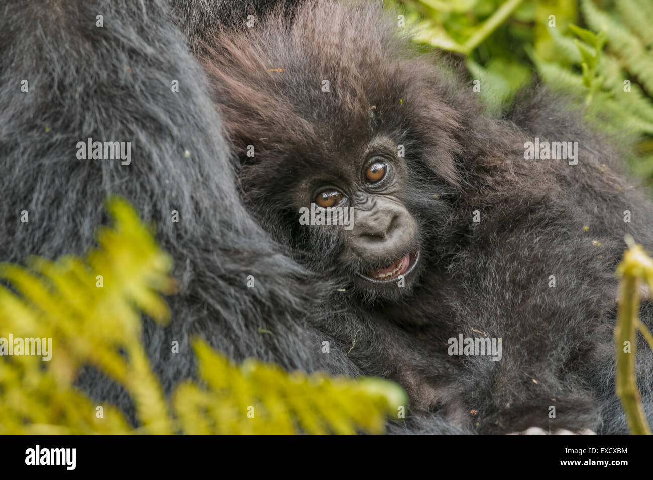 Gorilla di madre e bambino, Ruanda Foto Stock