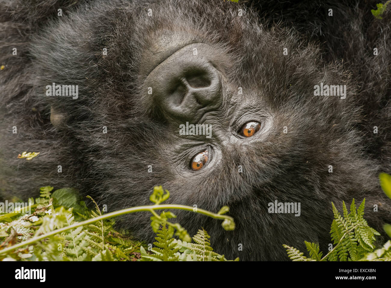 Ritratto di un gorilla Foto Stock