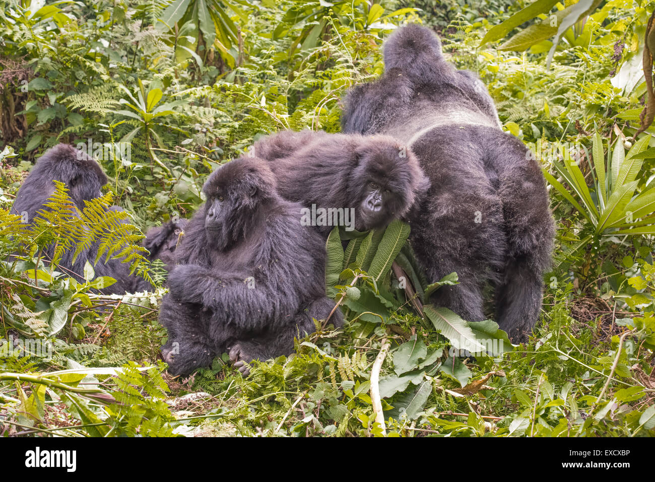 Famiglia di gorilla, Ruanda Foto Stock