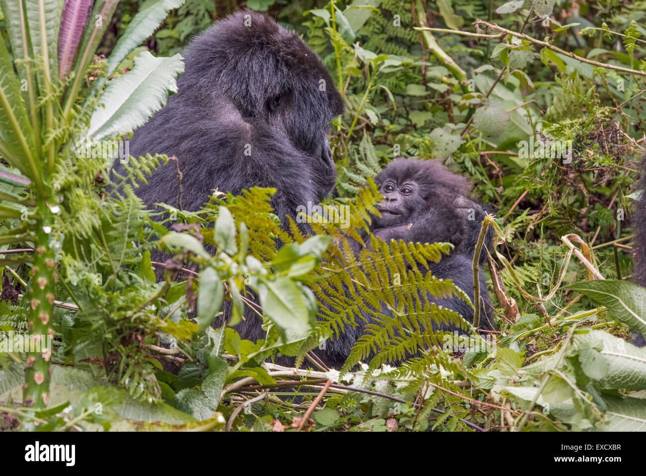 Gorilla di madre e bambino, Ruanda Foto Stock