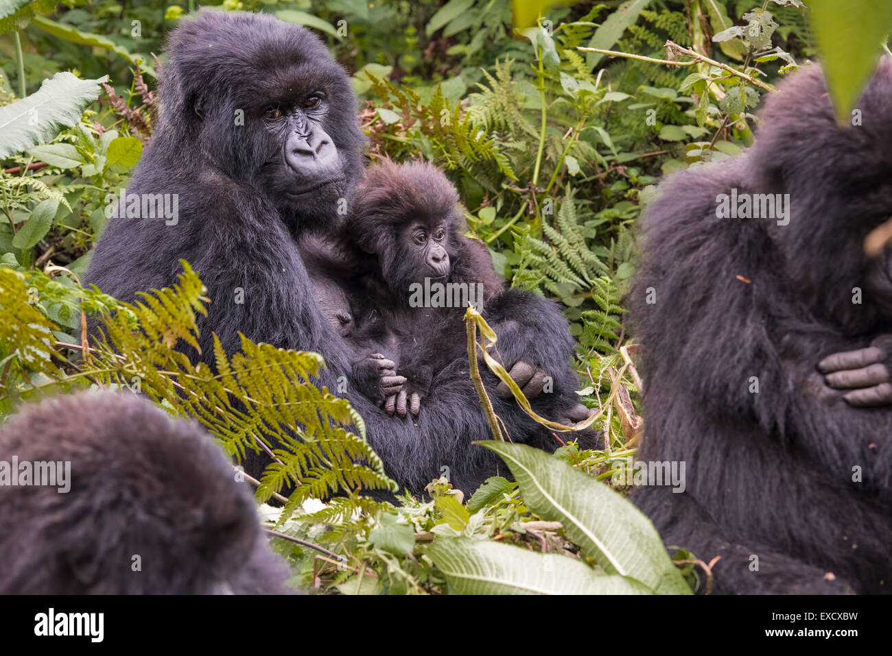 Gorilla di madre e bambino, Ruanda Foto Stock