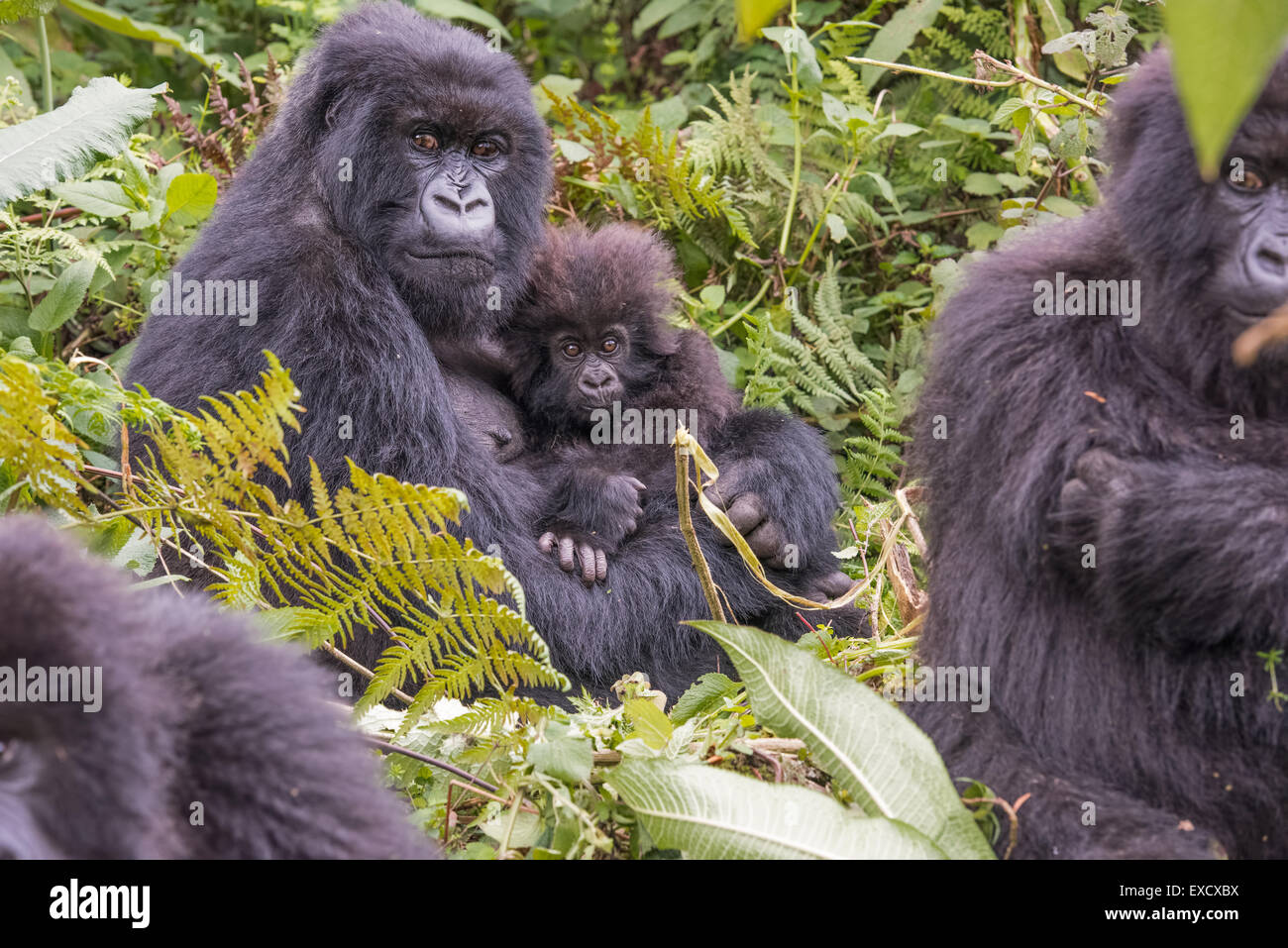 Gorilla di madre e bambino, Ruanda Foto Stock