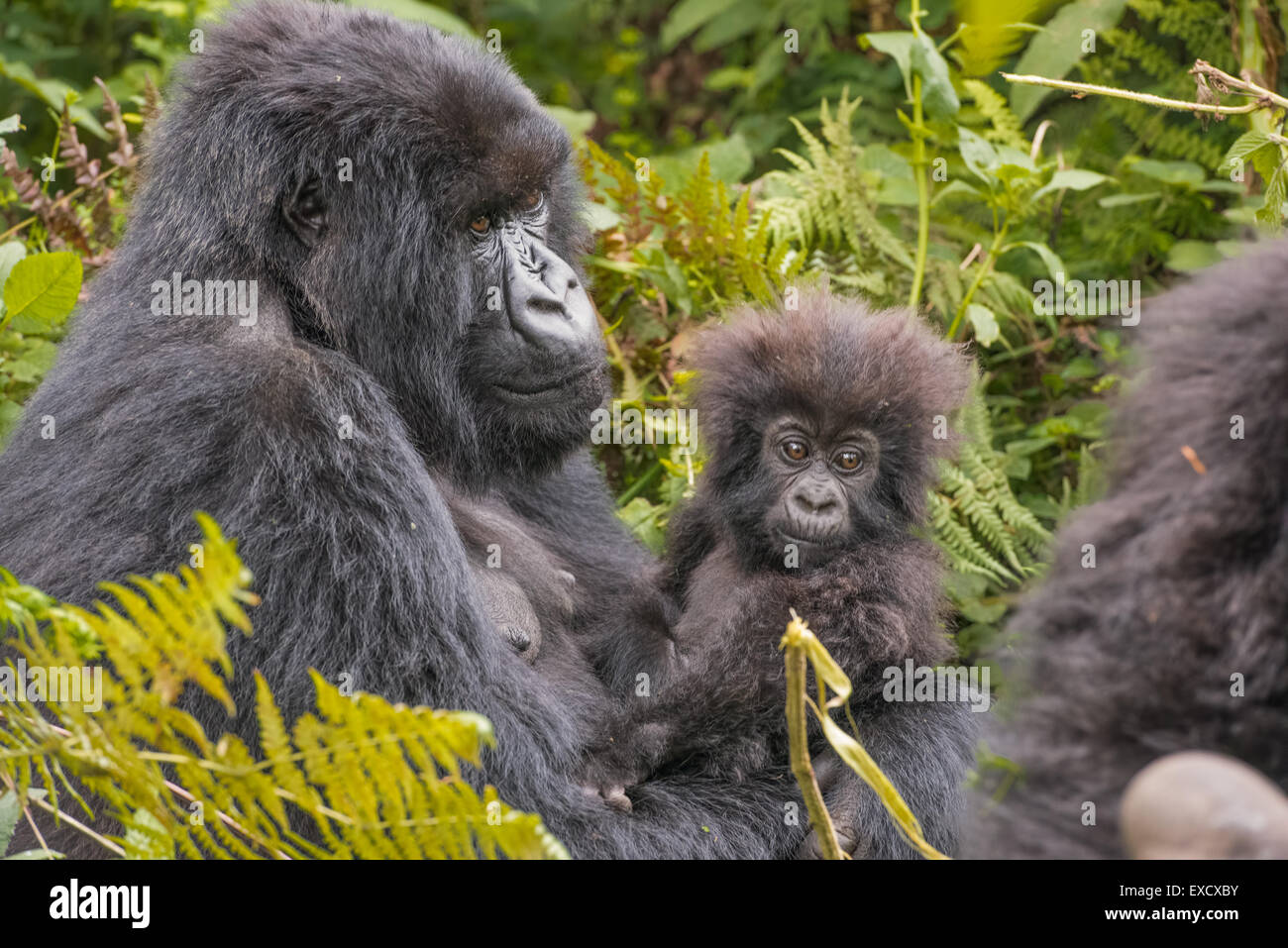 Gorilla di madre e bambino, Ruanda Foto Stock