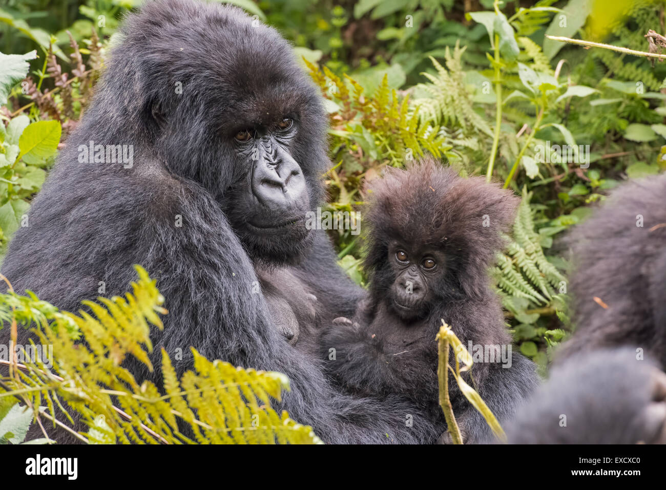 Gorilla di madre e bambino, Ruanda Foto Stock
